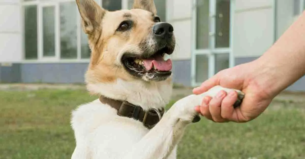 Dog Care Training Collar